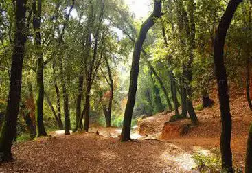 Bosc de Malhivern