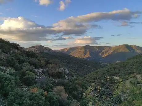 Photo de Quejigo del Amo o del Carbón