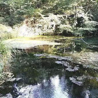 indivisé de Stamburges Forest
