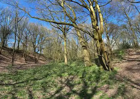 Ridgewood Woods (The Ridge)
