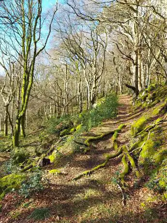 Photo de Cregagh Wood