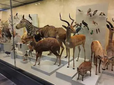 Photo de Palaeontological Museum of the University of Zurich