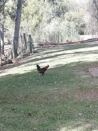 Quintinha - Petting Farm