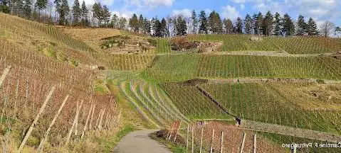 Bienenbuckel (Cozzo delle api) Oberachern