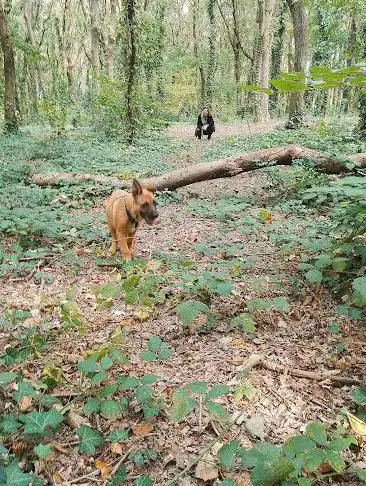 Photo de Anémones Woods