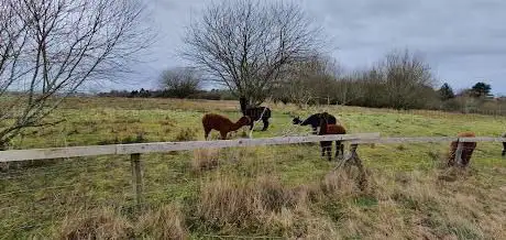 Photo de Frankly Alpacas