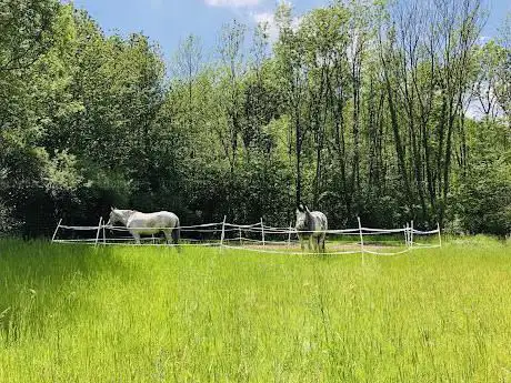 Montana Horse Ranch ASD