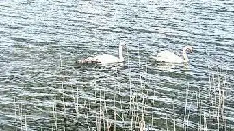 Photo de Point d'observation oiseaux