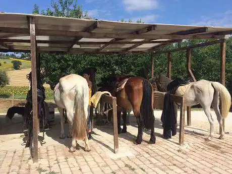 Photo de Circolo Ippico Horse Harmony Maneggio Recanati Marche