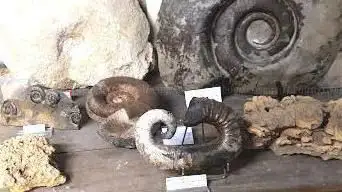 Musée de la Paléontologie, de la Préhistoire et de la Spéléologie