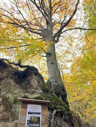Le plus bel hêtre de moselle