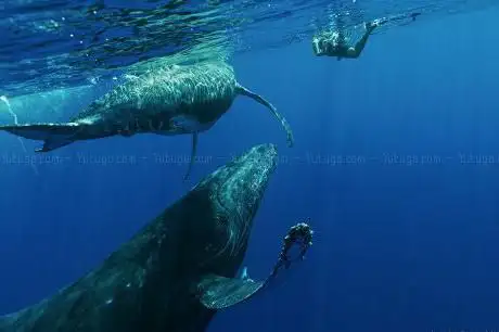 Photo de La Plongée Lé Bon