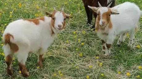 Photo de Ferme La contrée des minis