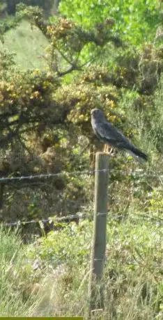 Photo de Ven Ver aVes Reconecta coa Natureza observando aves na Ribeira Sacra e Lugo
