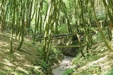 Photo de Saar-Radweg Pinschbach