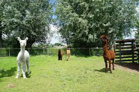 Alpaca Fons & co
