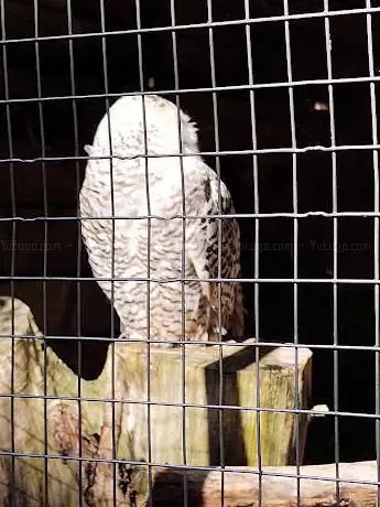 Photo de Haven Falconry Bird of Prey Centre