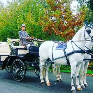 Photo de WHITE HORSE cavalli