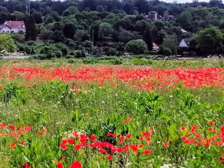 Prairie Communale Du Mesnil Le Roi