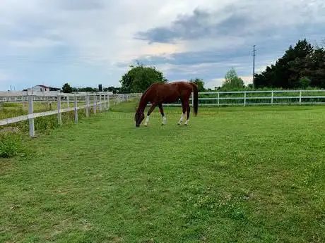 Photo de International Horse center