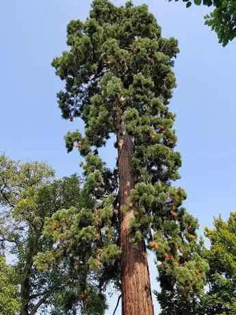 Mammoetboom '213'