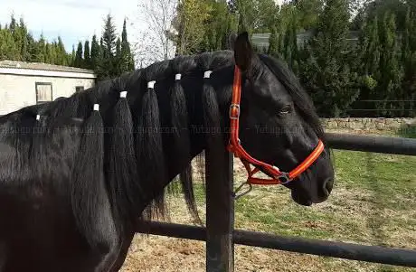 Photo de Levante Horses