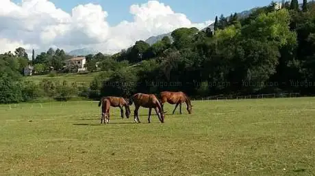 Photo de Circolo ippico il castello
