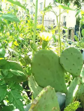 Photo de Pierre-Seghers Garden
