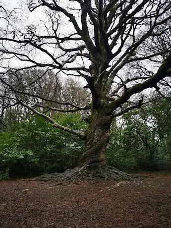 The Twisted Beech