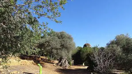 Photo de Oliveres mil·lenàries