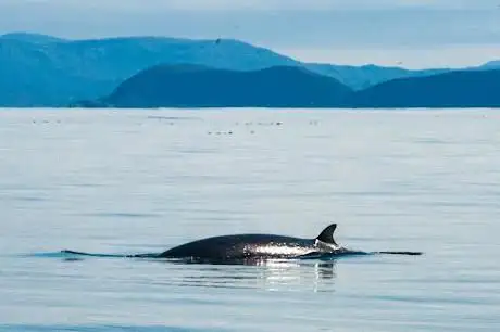 Photo de Gairloch Marine Life Centre & Cruises