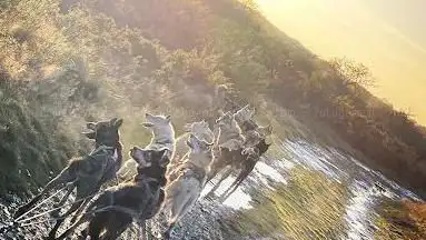 Photo de HUSKY D'ANJOU: LE MONDE DU CHIEN DE TRAÎNEAU