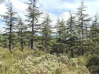 Photo de Forêt Communale de Aumes