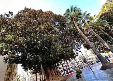 Photo de Ficus monumentales-Plaza San Francisco