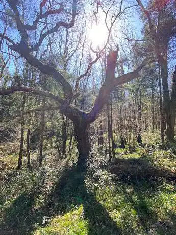 Common Wood