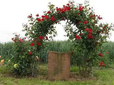 Rosenwanderweg