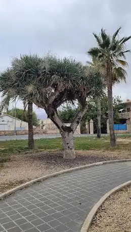 Photo de Primer Drago De La PenÃnsula