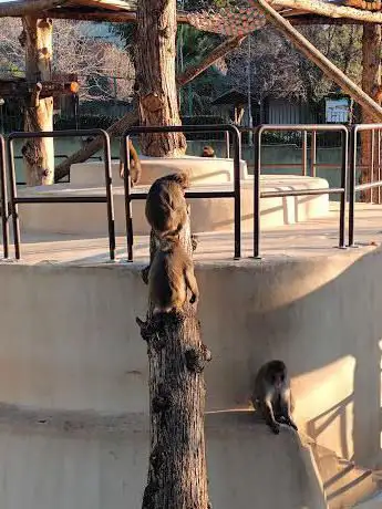 Recinto dei macachi del giappone