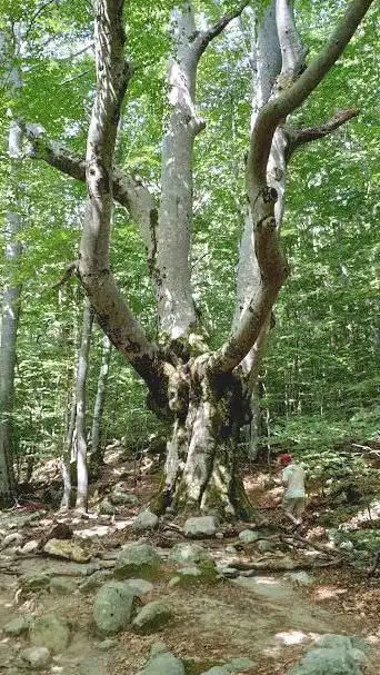 Mystic Fagus