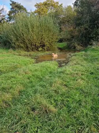 Lisvane Nature Reserve and walk