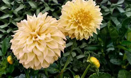 Polly's secret garden