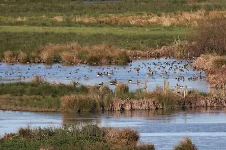 Photo de RSPB Pulborough Brooks