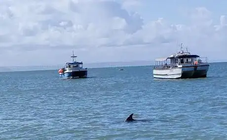 Dolphin Survey Boat Trips