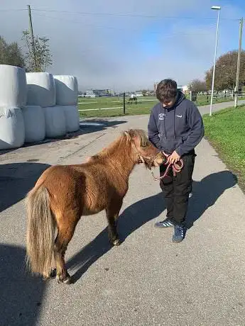 Pony-Reiten.ch