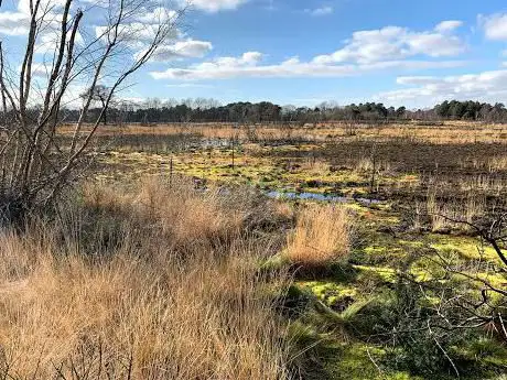 Photo de Ferndown Common
