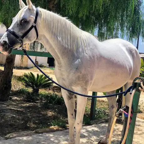 Photo de Las Vegas Ranch