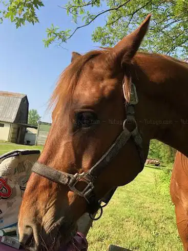 Photo de Edwards Equestrian Facility