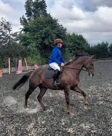 Photo de Regal Equestrian Ltd