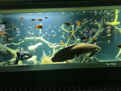 Aquarium
