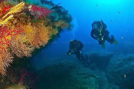 Photo de Diving Isola del Giglio & Livorno